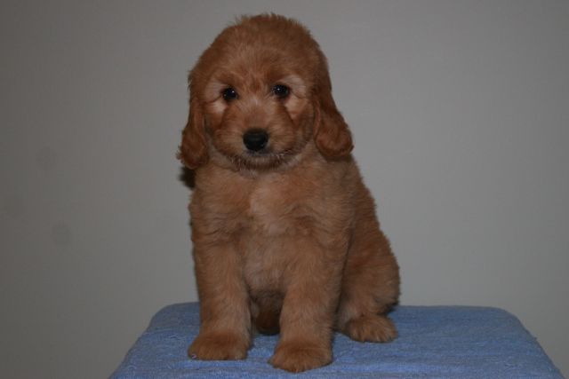 Picture of Australian Labradoodle