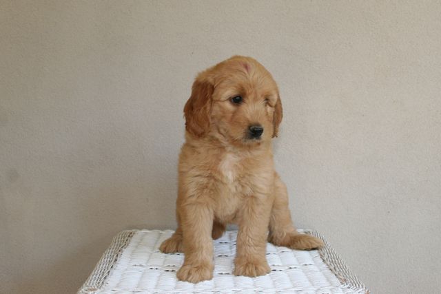 Picture of Australian Labradoodle