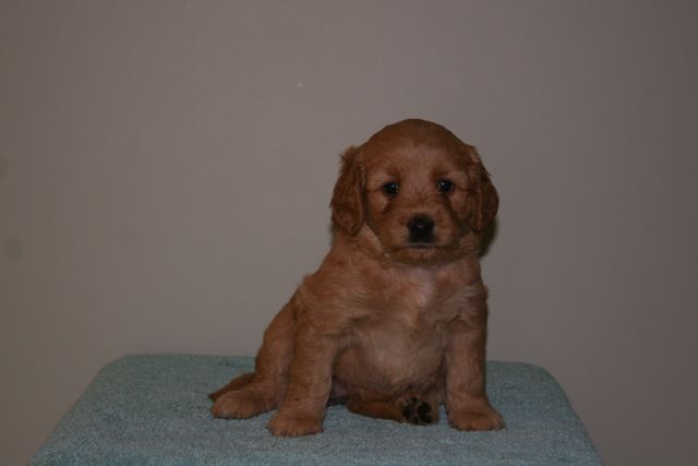 Picture of Australian Labradoodle