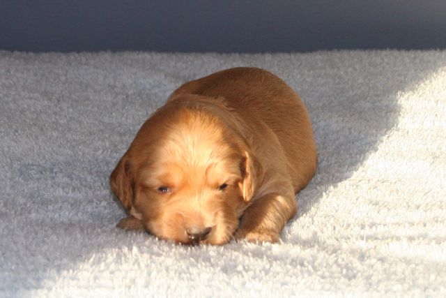 Picture of Australian Labradoodle