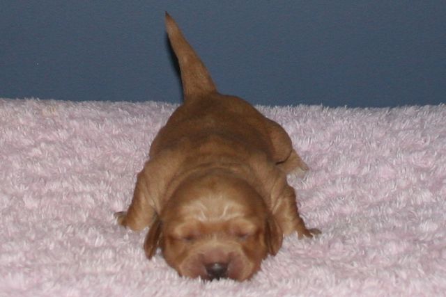 Picture of Australian Labradoodle