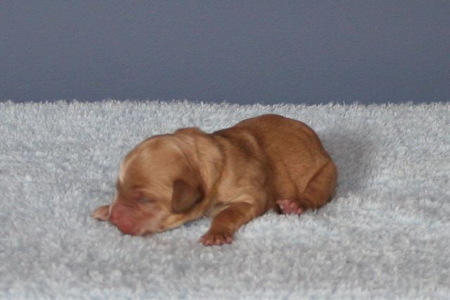 Picture of Australian Labradoodle