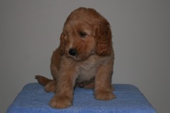 Picture of Australian Labradoodle