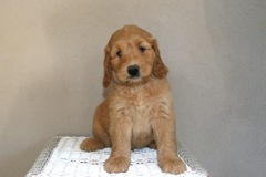 Picture of Australian Labradoodle