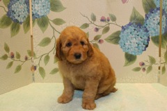 Picture of Australian Labradoodle