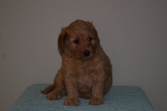 Picture of Australian Labradoodle