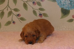 Picture of Australian Labradoodle