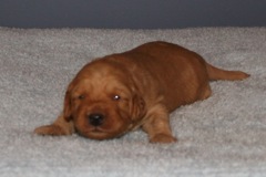 Picture of Australian Labradoodle