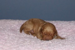 Picture of Australian Labradoodle