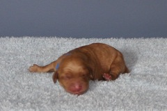Picture of Australian Labradoodle