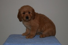 Picture of Australian Labradoodle