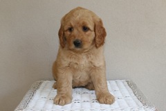 Picture of Australian Labradoodle