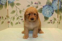 Picture of Australian Labradoodle