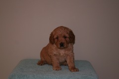 Picture of Australian Labradoodle