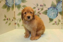 Picture of Australian Labradoodle