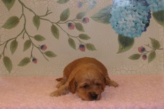 Picture of Australian Labradoodle