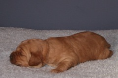 Picture of Australian Labradoodle