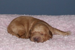 Picture of Australian Labradoodle