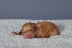 Picture of Australian Labradoodle