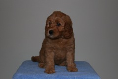 Picture of Australian Labradoodle