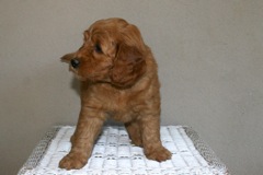 Picture of Australian Labradoodle