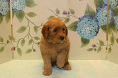 Picture of Australian Labradoodle