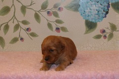 Picture of Australian Labradoodle