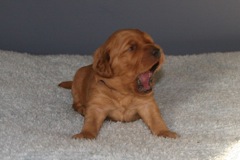 Picture of Australian Labradoodle