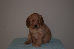 Picture of Australian Labradoodle