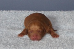 Picture of Australian Labradoodle