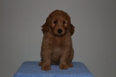 Picture of Australian Labradoodle