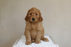 Picture of Australian Labradoodle