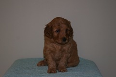 Picture of Australian Labradoodle