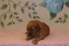 Picture of Australian Labradoodle