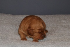 Picture of Australian Labradoodle