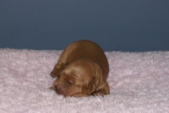 Picture of Australian Labradoodle