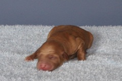 Picture of Australian Labradoodle