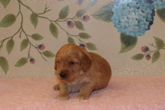 Picture of Australian Labradoodle