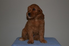 Picture of Australian Labradoodle