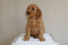Picture of Australian Labradoodle