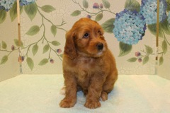 Picture of Australian Labradoodle