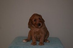 Picture of Australian Labradoodle
