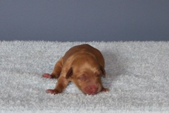 Picture of Australian Labradoodle