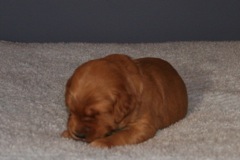 Picture of Australian Labradoodle
