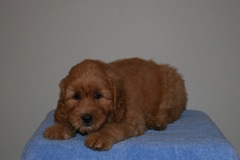 Picture of Australian Labradoodle