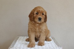 Picture of Australian Labradoodle