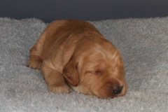 Picture of Australian Labradoodle