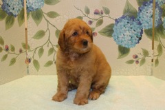 Picture of Australian Labradoodle