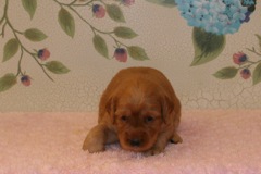 Picture of Australian Labradoodle