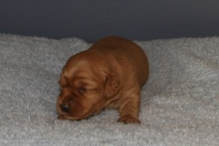 Picture of Australian Labradoodle